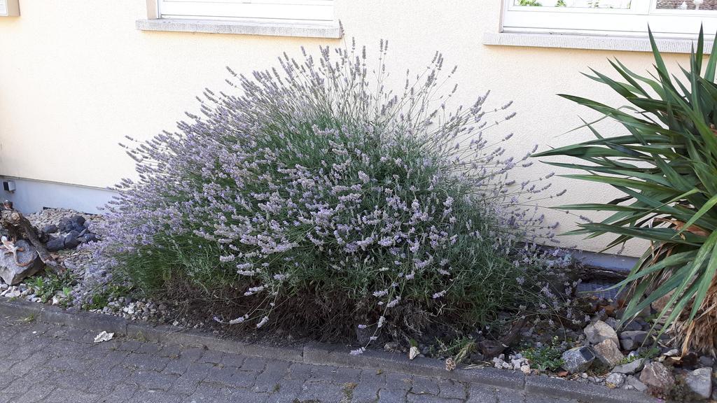 Winzerhof Senn Apartment Vogtsburg Luaran gambar